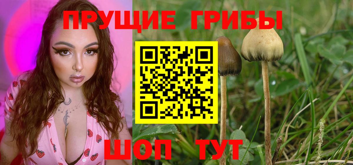 Псилоцибиновые грибы мицелий  Вход с VPN  Ковров  Псилоцибиновые грибы мухоморы 